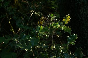 Forum DSC03924 Nex 5r + AutoRev 2,8 35mm cr (c) PPf.jpg