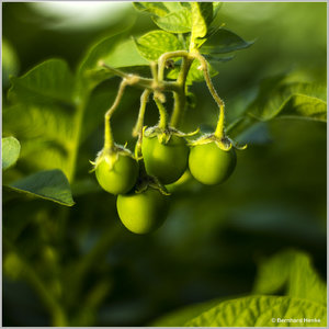 Kartoffelknolle_5825.jpg Kartoffelknolle_5825.jpg