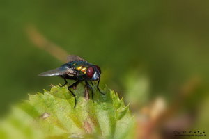 IMG_5578_Bildgröße ändern.jpg