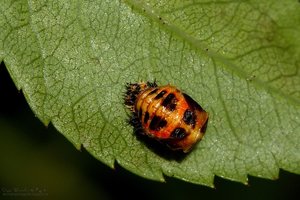 Larve Marienkaefer01.jpg