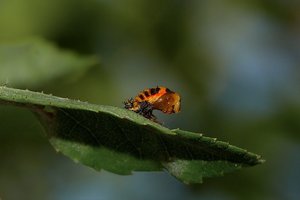 Larve Marienkaefer02.jpg