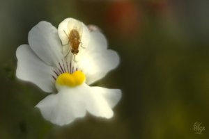 comp__MG_3369-Bearbeitet.jpg comp__MG_3369-Bearbeitet.jpg