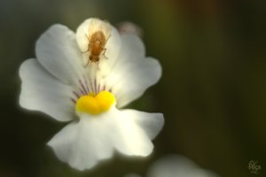 comp__MG_3370-Bearbeitet.jpg comp__MG_3370-Bearbeitet.jpg