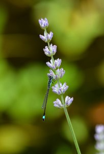 DSC_6925.jpg DSC_6925.jpg