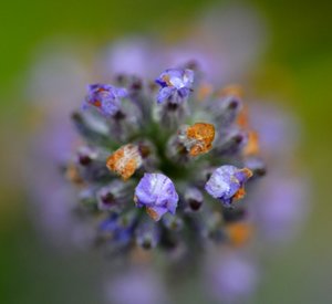 DSC_6949.jpg DSC_6949.jpg