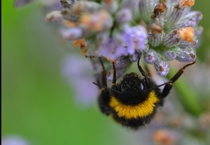 DSC_6918.jpg DSC_6918.jpg