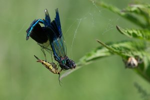 20140711_176Keelbek_Skorpionsfliege01 (Panorpa communis).JPG