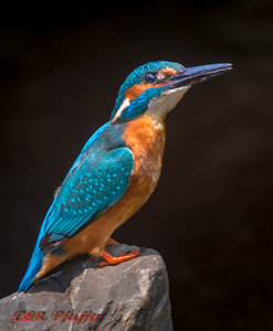 IMG_2341.jpg IMG_2341.jpg