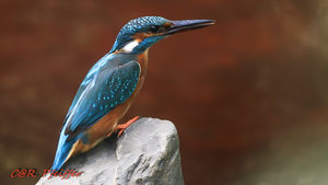 IMG_2373.jpg IMG_2373.jpg