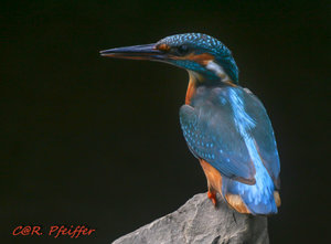 IMG_2389.jpg IMG_2389.jpg