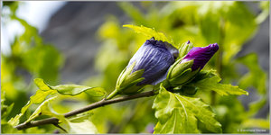 Hibiskus_6253.jpg Hibiskus_6253.jpg