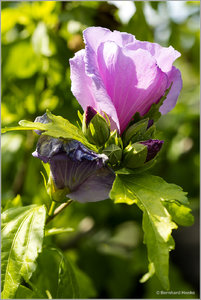 Hibiskus_6256.jpg Hibiskus_6256.jpg