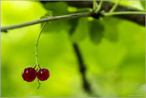 Johannisbeere_6281.jpg Johannisbeere_6281.jpg