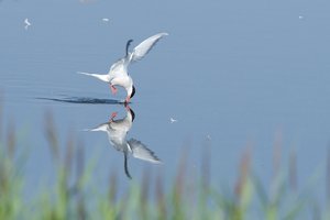 20140718_303Sehlendorf_Flußseeschwalbe01 Sterna hirundo.JPG