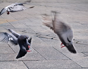 IMG_0646b.JPG IMG_0646b.JPG