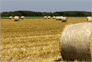 Strohballen_6352.jpg