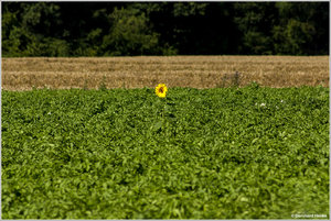 Sonnenblumen_Kartoffel_6312.jpg