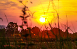 IMG_9523.jpg IMG_9523.jpg