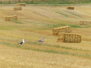 ErnteMöw.jpg ErnteMöw.jpg