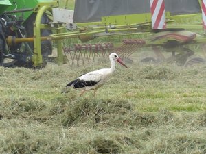 StorchErnt3.jpg StorchErnt3.jpg