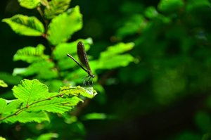 DSC_9475_ji_c.jpg DSC_9475_ji_c.jpg