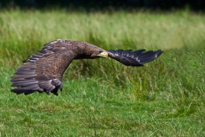 20140722_454eekholt_Seeadler01.JPG