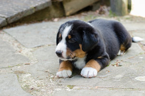 Fotoforum Welpen (1 von 10).jpg