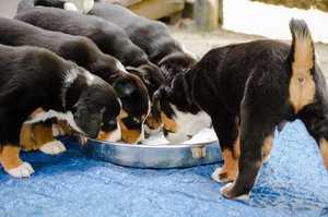 Fotoforum Welpen (3 von 10).jpg