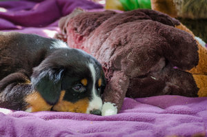 Fotoforum Welpen (4 von 10).jpg