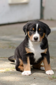 Fotoforum Welpen (6 von 10).jpg