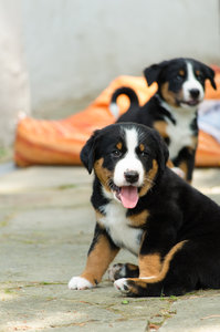 Fotoforum Welpen (7 von 10).jpg