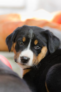 Fotoforum Welpen (10 von 10).jpg