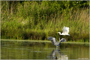 Silberreiher_6547.jpg