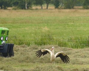 StorchErnt.jpg StorchErnt.jpg