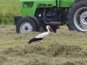 StorchErnt2.jpg StorchErnt2.jpg