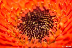 unbenannt (1 von 1)-37.jpg