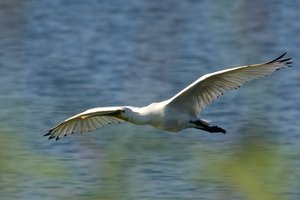 20140728_292rickelsbüll_Löffler-Löffelreiherr01 (Platalea leucorodia).JPG