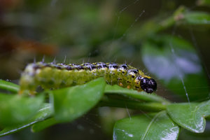 GRA_20140729_7D_1425_sm.jpg GRA_20140729_7D_1425_sm.jpg