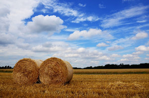 2,-Erntezeit.jpg 2,-Erntezeit.jpg