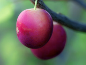 2014_07_16_SD9_Seehausen_Hundepflaumen_0086_VarB_nDt_1200x900pix.jpg 2014_07_16_SD9_Seehausen_Hundepflaumen_0086_VarB_nDt_1200x900pix.jpg