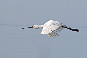 20140730_538rickelsbüll_Löffler02 Platalea leucorodia.JPG