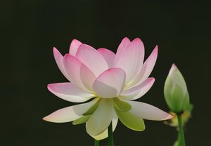 Lotus 761.JPG Lotus 761.JPG