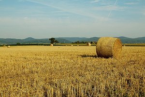 Stroh1.jpg