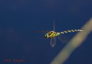 IMG_0265.jpg IMG_0265.jpg