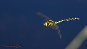 IMG_0267.jpg IMG_0267.jpg