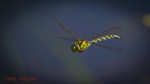 IMG_0273.jpg IMG_0273.jpg