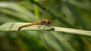 IMG_0335.jpg IMG_0335.jpg