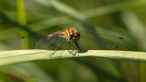 IMG_0351.jpg IMG_0351.jpg