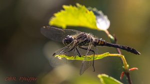 IMG_0419.jpg IMG_0419.jpg