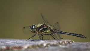 IMG_0453.jpg IMG_0453.jpg